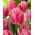 Tulipan Cacharel - duża paczka! - 50 szt.