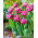 Tulipan Dior - 5 szt.