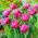 Tulipan Dior - 5 szt.