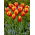 Tulipan Dow Jones - duża paczka! - 50 szt.