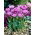 Tulipan Lilac Perfection - 5 szt.