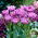 Tulipan Lilac Perfection - 5 szt.