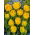 Tulipan Mon Amour - 5 szt.