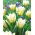 Tulipan White Valley - GIGA paczka! - 250 szt.
