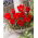 Tulipan wilsoniana - 5 szt.