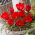 Tulipan wilsoniana - 5 szt.