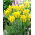 Tulipan Yellow Springgreen - 5 szt.