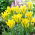 Tulipan Yellow Springgreen - 5 szt.