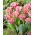 Tulipan Crispion Sweet - duża paczka! - 50 szt.