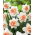 Narcyz Easter Beauty - 5 szt.