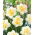 Narcyz Fragrant Jewel - GIGA paczka! - 250 szt.