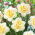 Narcyz Fragrant Jewel - 5 szt.