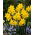 Narcyz Golden Carpet - GIGA paczka! - 250 szt.