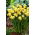 Narcyz Spring Sunshine - duża paczka! - 50 szt.
