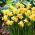 Narcyz Spring Sunshine - duża paczka! - 50 szt.
