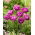 Tulipan Blue Diamond - duża paczka! - 50 szt.
