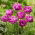 Tulipan Blue Diamond - 5 szt.