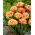 Tulipan Brisbane - duża paczka! - 50 szt.
