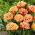 Tulipan Brisbane - 5 szt.