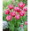 Tulipan Columbus - 5 szt.