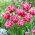 Tulipan Columbus - 5 szt.