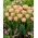 Tulipan Creme Upstar - 5 szt.