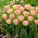 Tulipan Creme Upstar - 5 szt.