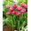Tulipan Pink Cameo - duża paczka! - 50 szt.