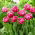 Tulipan Pink Cameo - 5 szt.