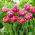 Tulipan Pink Cameo - GIGA paczka! - 250 szt.