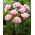 Tulipan Queensland - 5 szt.