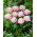 Tulipan Perth - 5 szt.