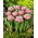 Tulipan Newcastle - duża paczka! - 50 szt.