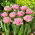 Tulipan Newcastle - duża paczka! - 50 szt.