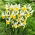 Irys holenderski - Montecito - 10 szt.