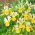 Irys holenderski - Symphony - 10 szt.
