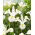 Irys holenderski - White Magic - 10 szt.