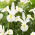Irys holenderski - White Magic - 10 szt.
