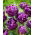 Tulipan Alicante - 5 szt.