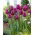 Tulipan Bullit - 5 szt.