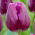 Tulipan Bullit - 5 szt.