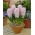 Hiacynt China Pink - GIGA paczka! - 150 szt.