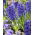 Hiacynt Blue Jacket - GIGA paczka! - 150 szt.