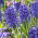 Hiacynt Blue Jacket - GIGA paczka! - 150 szt.