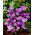 Krokus Flower Record - GIGA paczka! - 500 szt.