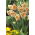 Narcyz Apricot Whirl - GIGA paczka! - 250 szt.