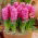 Hiacynt Pink Pearl - GIGA paczka! - 150 szt.