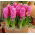 Hiacynt Pink Pearl - GIGA paczka! - 150 szt.