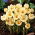 Krokus Cream Beauty - GIGA paczka! - 500 szt.