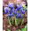 Irys żyłkowany - Iris reticulata - duża paczka! - 100 szt.